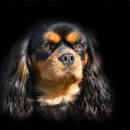 Cavalier king charles spaniel Pepsi