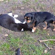 Cavalier king charles spaniel Pepsi