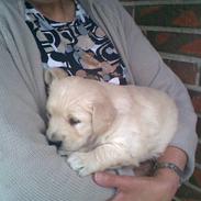 Golden retriever Ascha