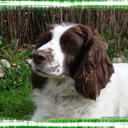 Engelsk springer spaniel Alice in wonderland