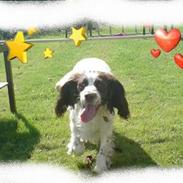 Engelsk springer spaniel Alice in wonderland