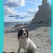 Engelsk springer spaniel Alice in wonderland