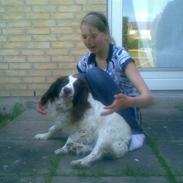 Engelsk springer spaniel Alice in wonderland