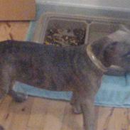 Amerikansk staffordshire terrier Angel