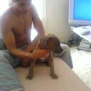 Amerikansk staffordshire terrier Angel