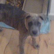 Amerikansk staffordshire terrier Angel