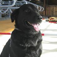 Labrador retriever Fido (formel 1)
