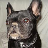 Fransk bulldog Tøsen