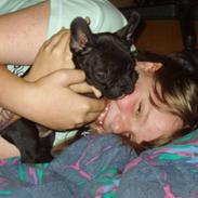 Fransk bulldog Tøsen