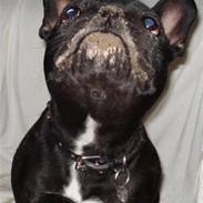 Fransk bulldog Tøsen