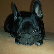 Fransk bulldog Tøsen