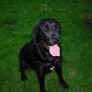 Blanding af racer simba