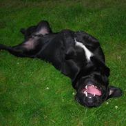 Blanding af racer simba