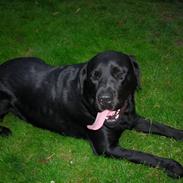 Blanding af racer simba