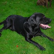 Blanding af racer simba