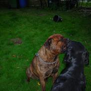 Blanding af racer simba