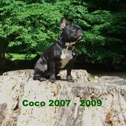 Fransk bulldog Coco +2007-2009+ R.I.P.