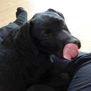 Labrador retriever lucky