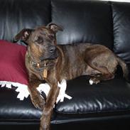 Blanding af racer kønix