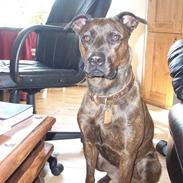 Blanding af racer kønix