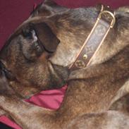 Blanding af racer kønix