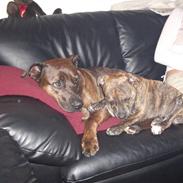 Blanding af racer kønix