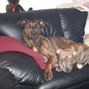 Blanding af racer kønix