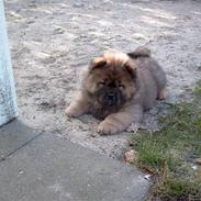 Chow chow Malekit's Basil