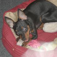 Prazsky krysarik Karla