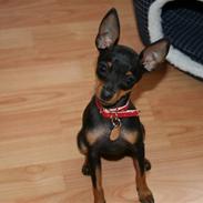 Prazsky krysarik Karla