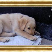 Labrador retriever ronja