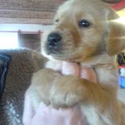 Labrador retriever ronja