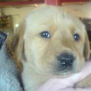Labrador retriever ronja