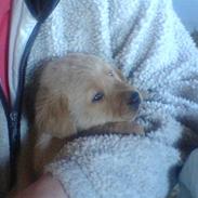 Labrador retriever ronja