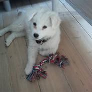 Blanding af racer Troy