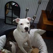 Amerikansk staffordshire terrier Minnie- stadig mors hund