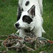 Border collie Sally