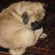 Mops *Prins Mopse*