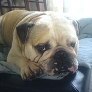 Engelsk bulldog biffi