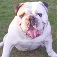 Engelsk bulldog biffi