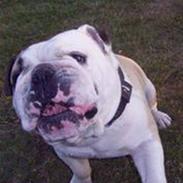 Engelsk bulldog biffi