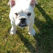 Blanding af racer (engelsk bulldog) Molly