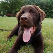 Labrador retriever Cawi