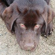 Labrador retriever Cawi