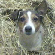 Jack russell terrier Jack D R.I.P
