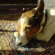 Jack russell terrier Jack D R.I.P