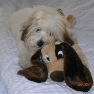 Coton de tulear Tally