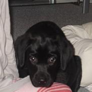 Labrador retriever basse