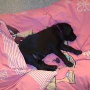 Labrador retriever basse