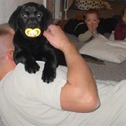 Labrador retriever basse